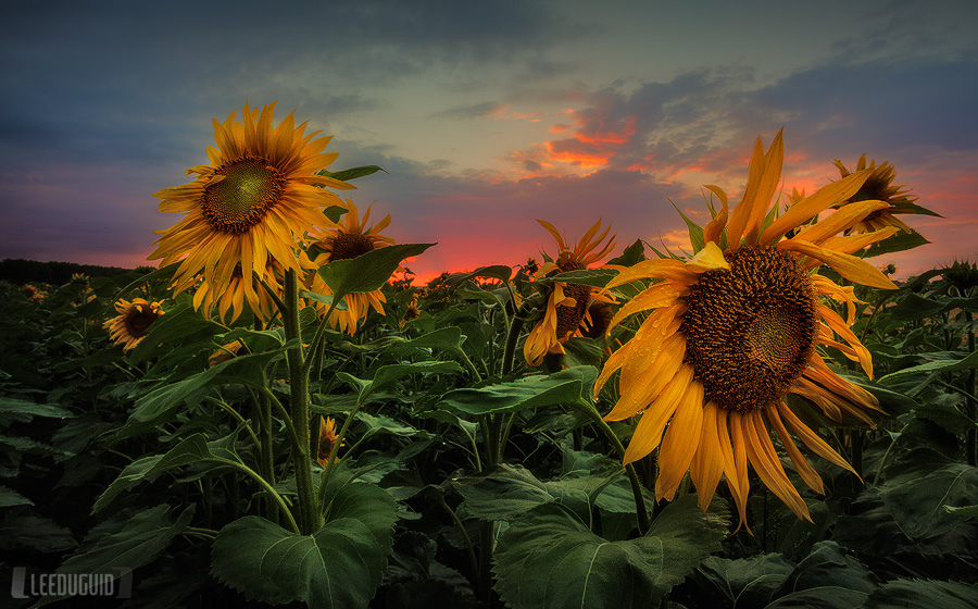 Sunflowers, Loire Valley, France