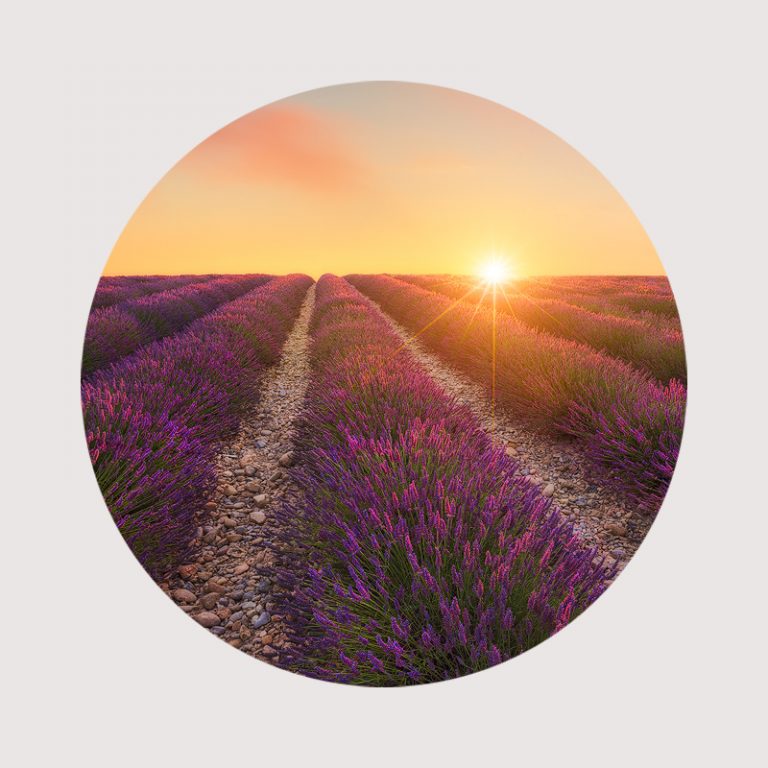 Lavender Circular - Lee Duguid Photography